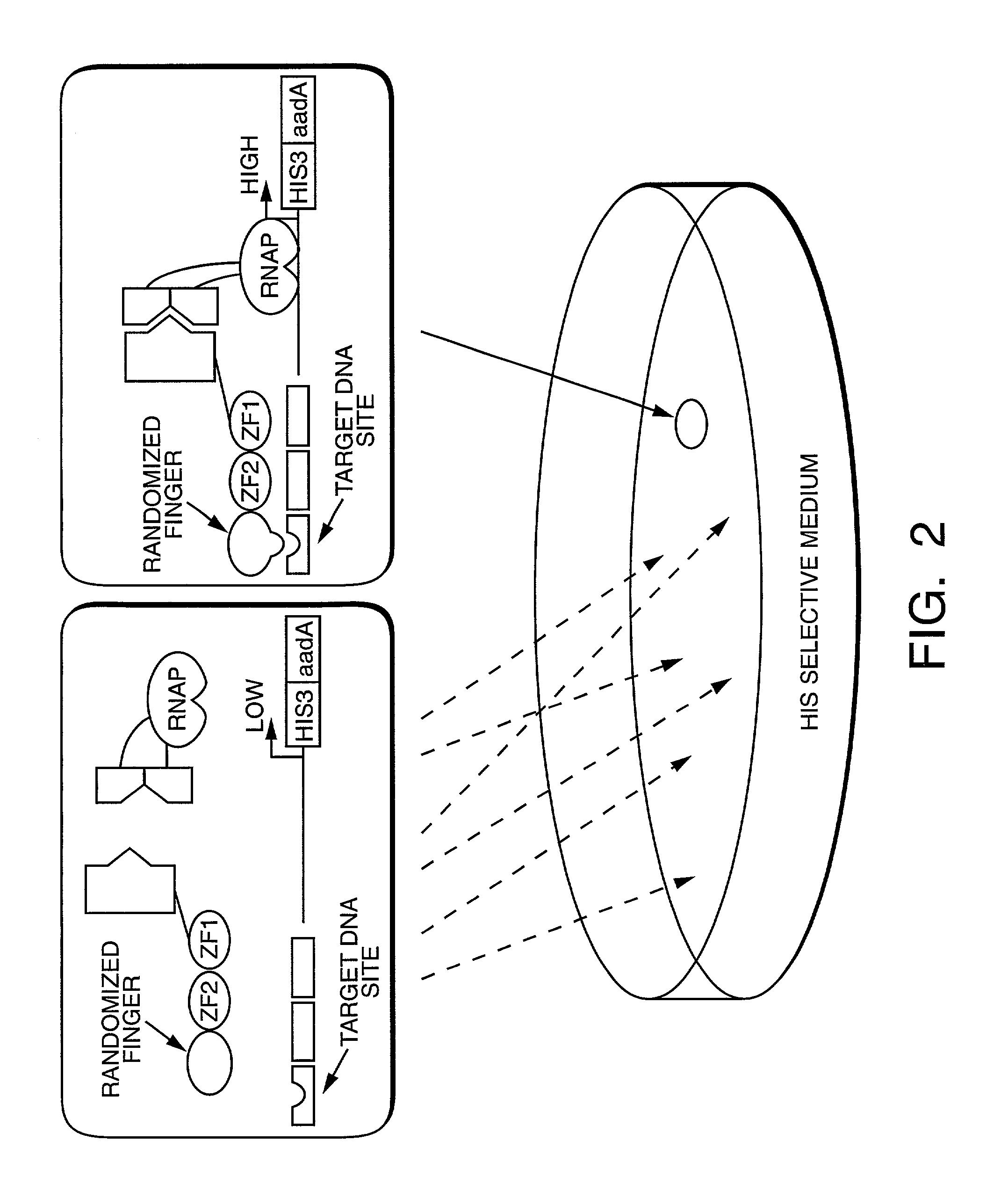 Methods and compositions for interaction trap assays