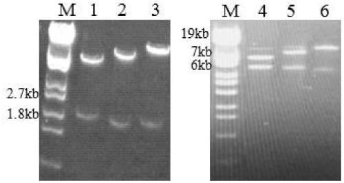 Acidic mammal chitinase coding gene and application