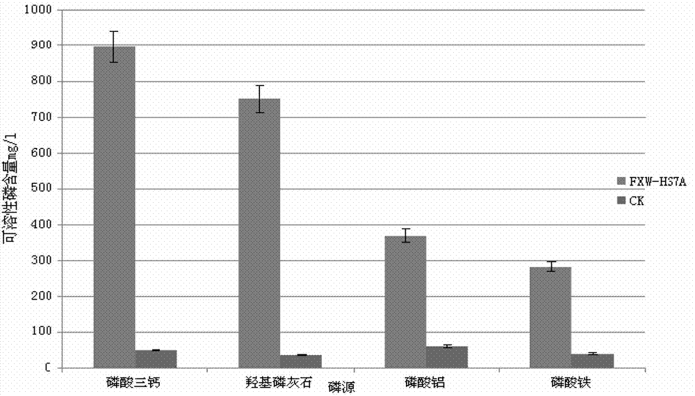 Pseudomonas fluorescens and application of pseudomonas fluorescens for promoting growth of Chinese sweetgum