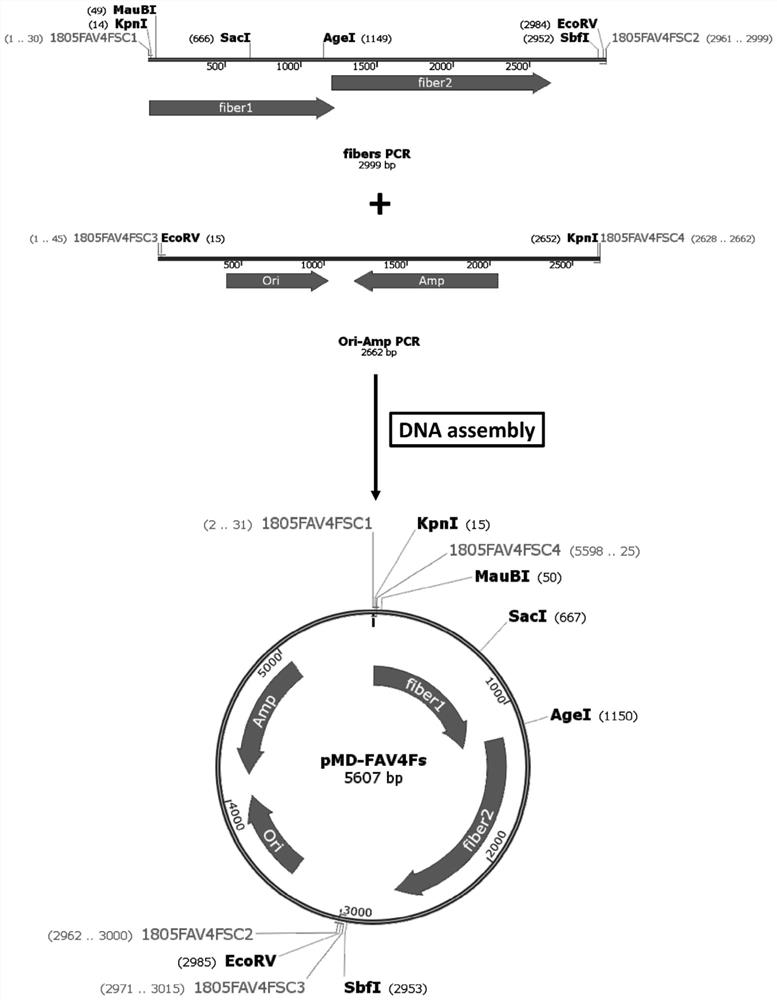 Avian type 4 adenovirus vector targeting mammalian cells and its application