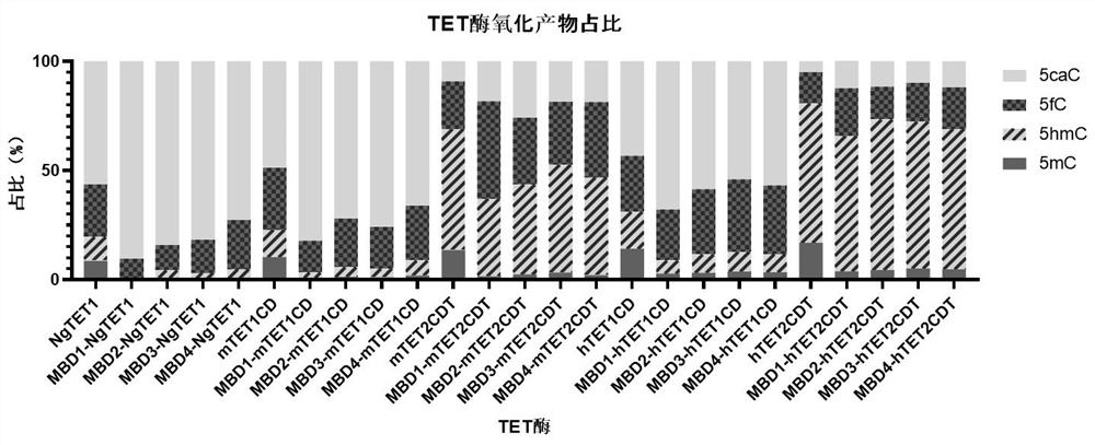 Recombinant protein structural domain and coding DNA thereof, enhanced TET enzyme and whole genome DNA methylation detection method