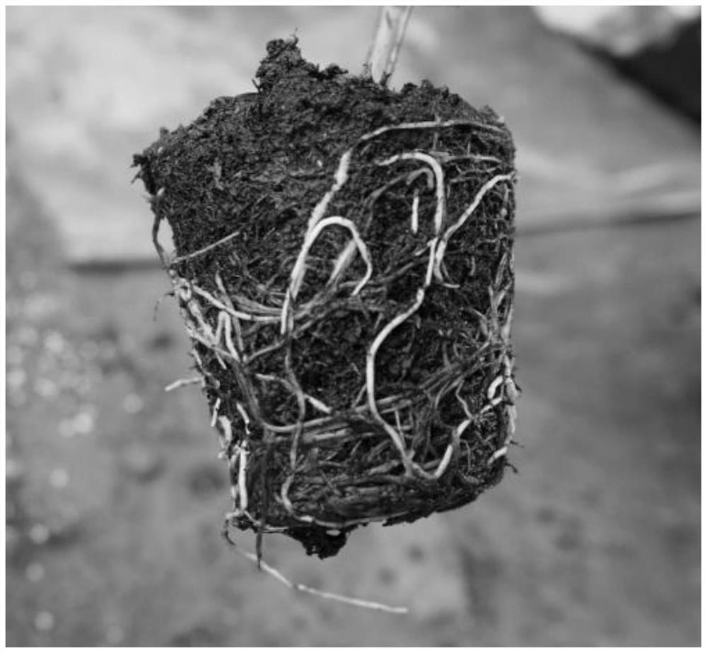 Large-cup seedling raising method for passion fruit autumn planting long-seedling-age seedlings