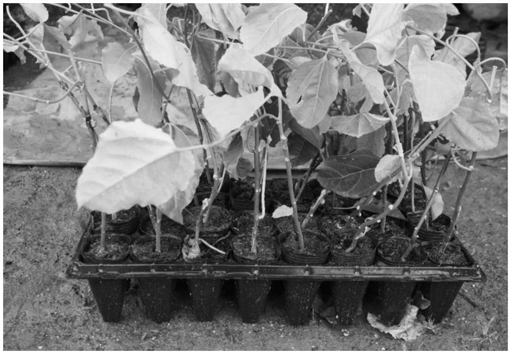 Large-cup seedling raising method for passion fruit autumn planting long-seedling-age seedlings