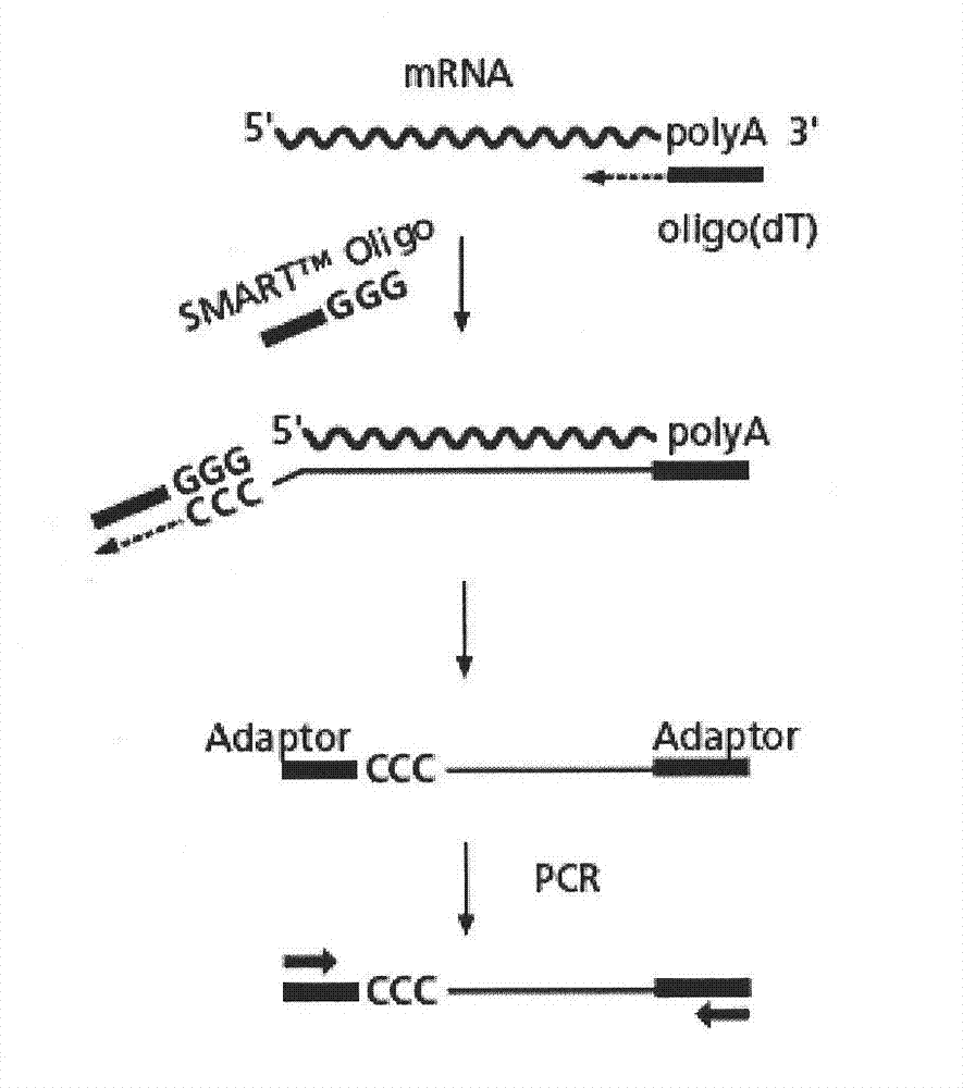 OBPs originated from Adelphocoris lineolatus and its coding gene
