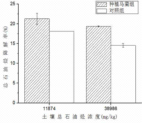 Method for restoring oil-contaminated soil by using wild ornamental plant iris lactea