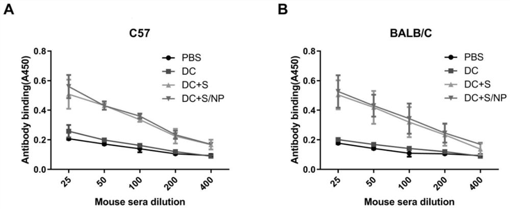 Expression vector of novel coronavirus vaccine, construction method and application of expression vector and vaccine