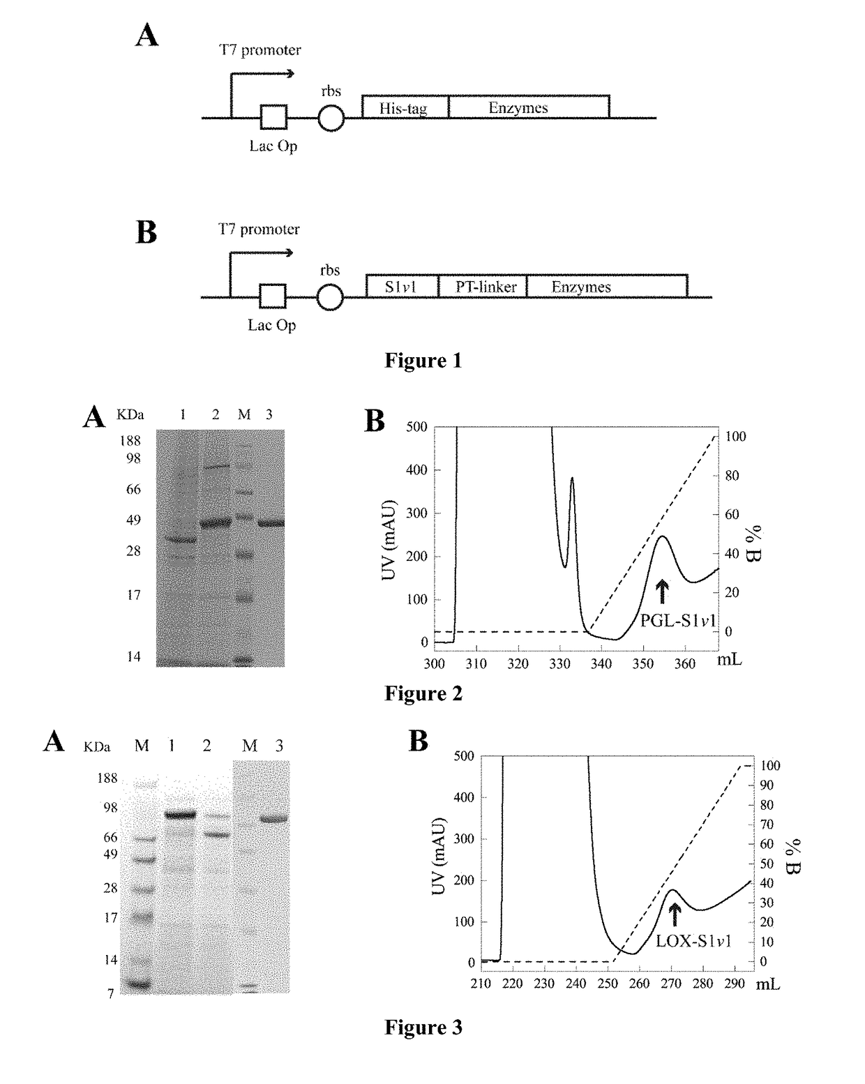A Multi-Functional Peptide Benefiting Expression, Purification, Stabilization and Catalytic efficiency of Recombinant Proteins