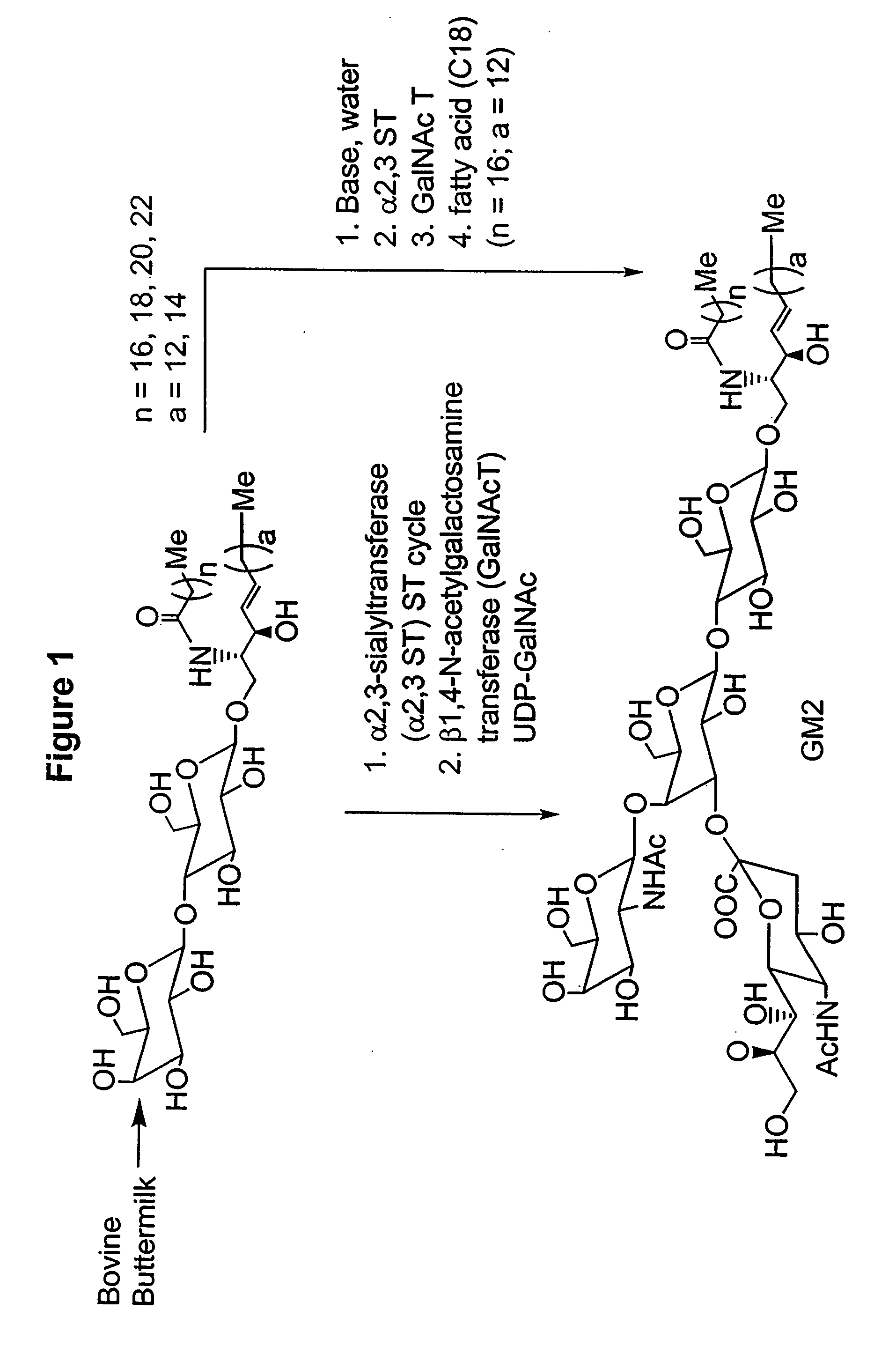 Methods and Compositions for the Enzymatic Synthesis of Gangliosides
