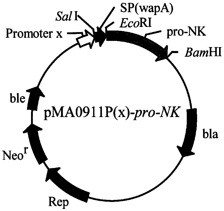 Strong promoter and application of strong promoter to improving expression of nattokinase