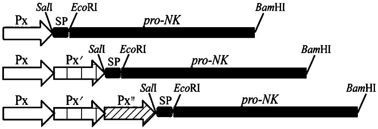 Strong promoter and application of strong promoter to improving expression of nattokinase