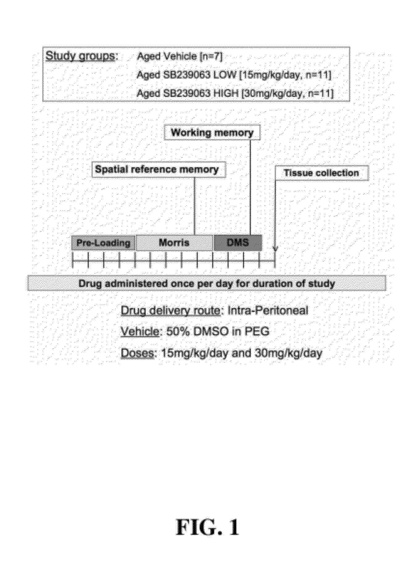 Methods of treating memory loss and enhancing memory performance