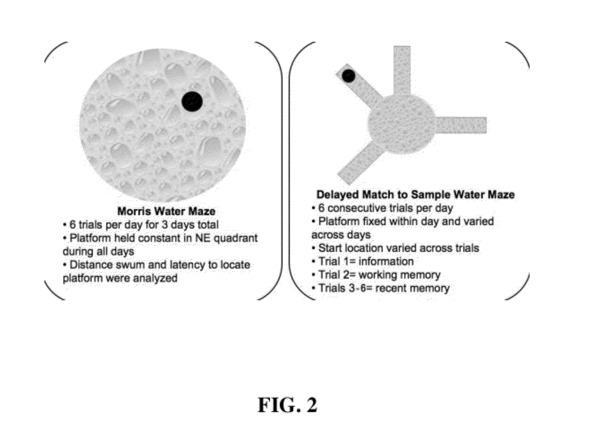 Methods of treating memory loss and enhancing memory performance