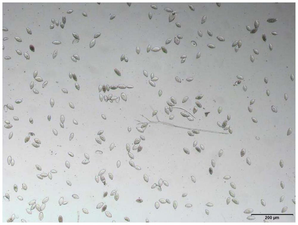Method for inducing peronophythora litchii sporangia to release zoospores