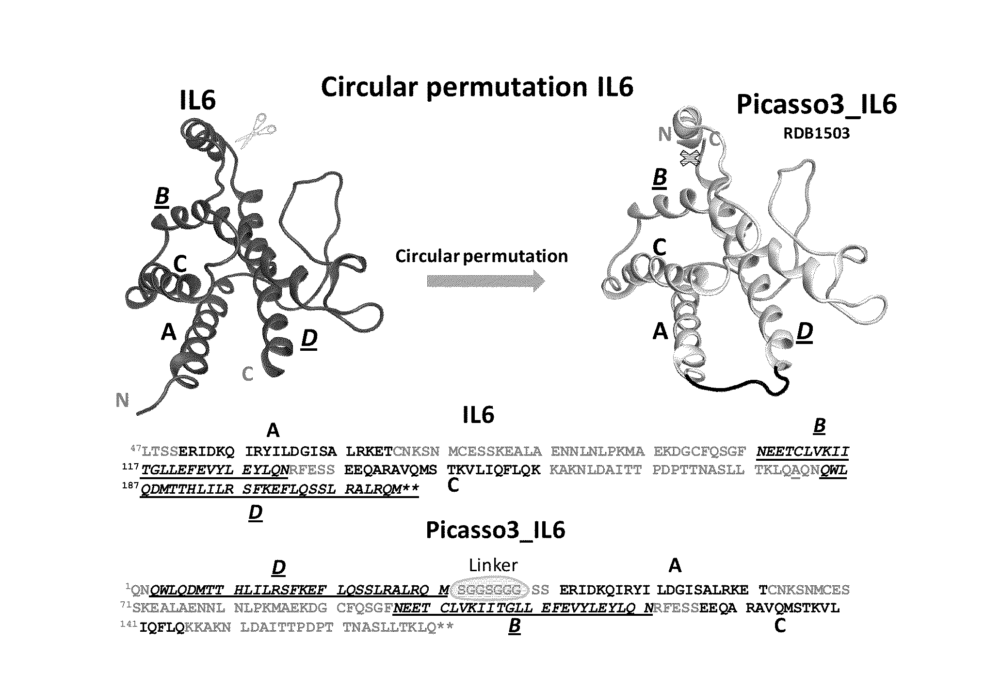 Ligands Modified by Circular Permutation as Agonists and Antagonists