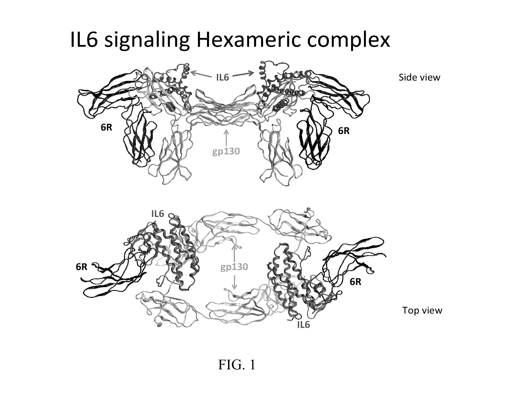 Ligands Modified by Circular Permutation as Agonists and Antagonists