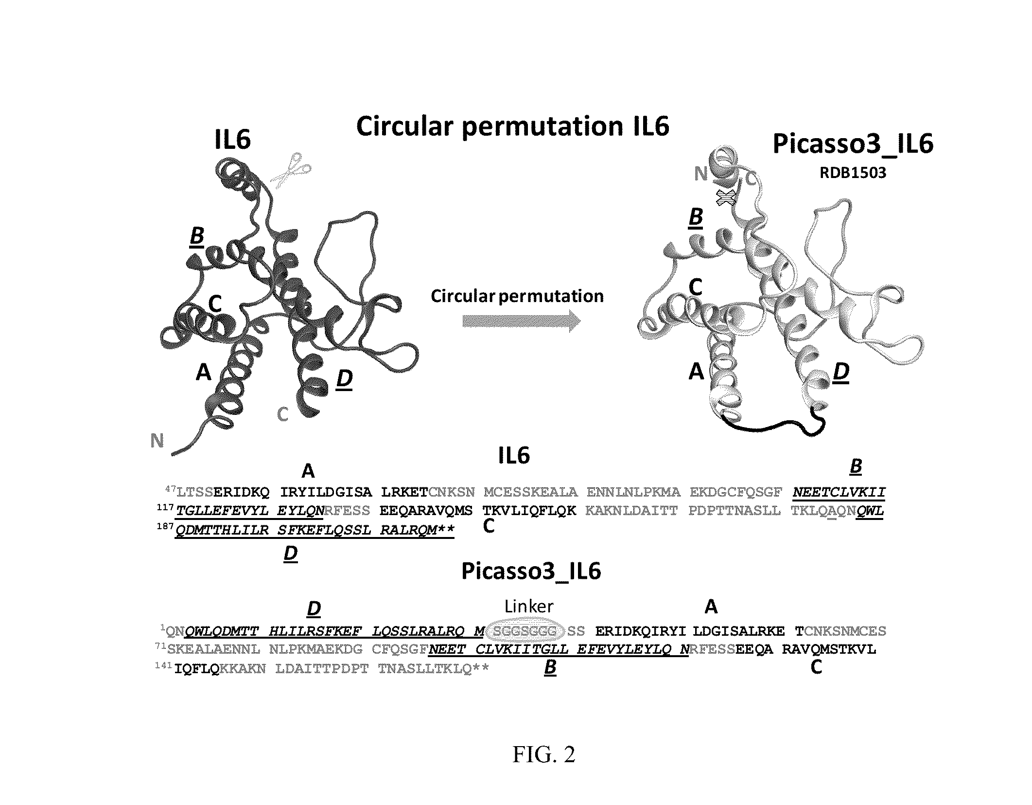 Ligands Modified by Circular Permutation as Agonists and Antagonists