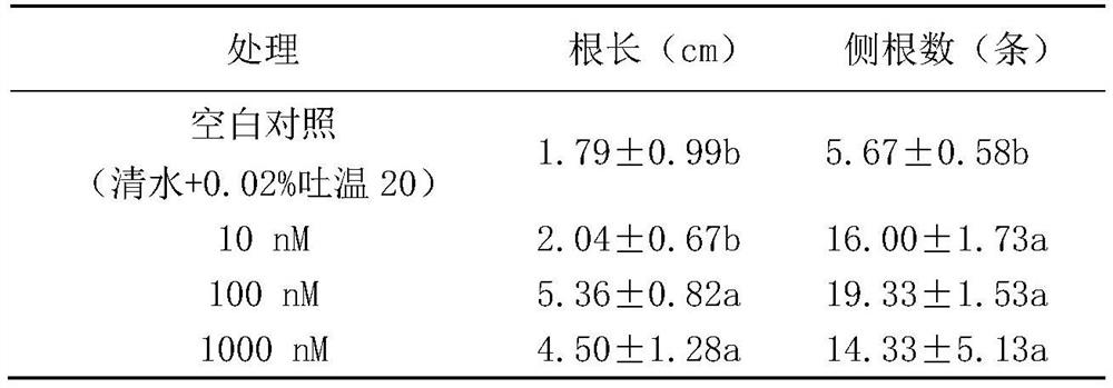 Application of 2-amino-3-methylhexanoic acid in promoting plant growth and increasing yield