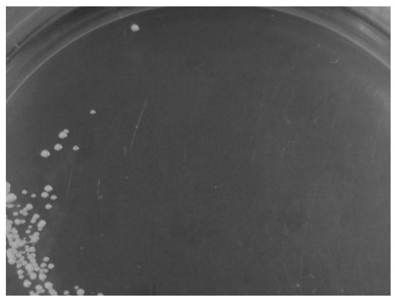 Salt-tolerant lactobacillus fermentum for improving flavor quality of fermented soy sauce and application of salt-tolerant lactobacillus fermentum