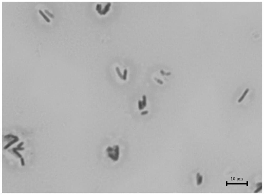 Salt-tolerant lactobacillus fermentum for improving flavor quality of fermented soy sauce and application of salt-tolerant lactobacillus fermentum