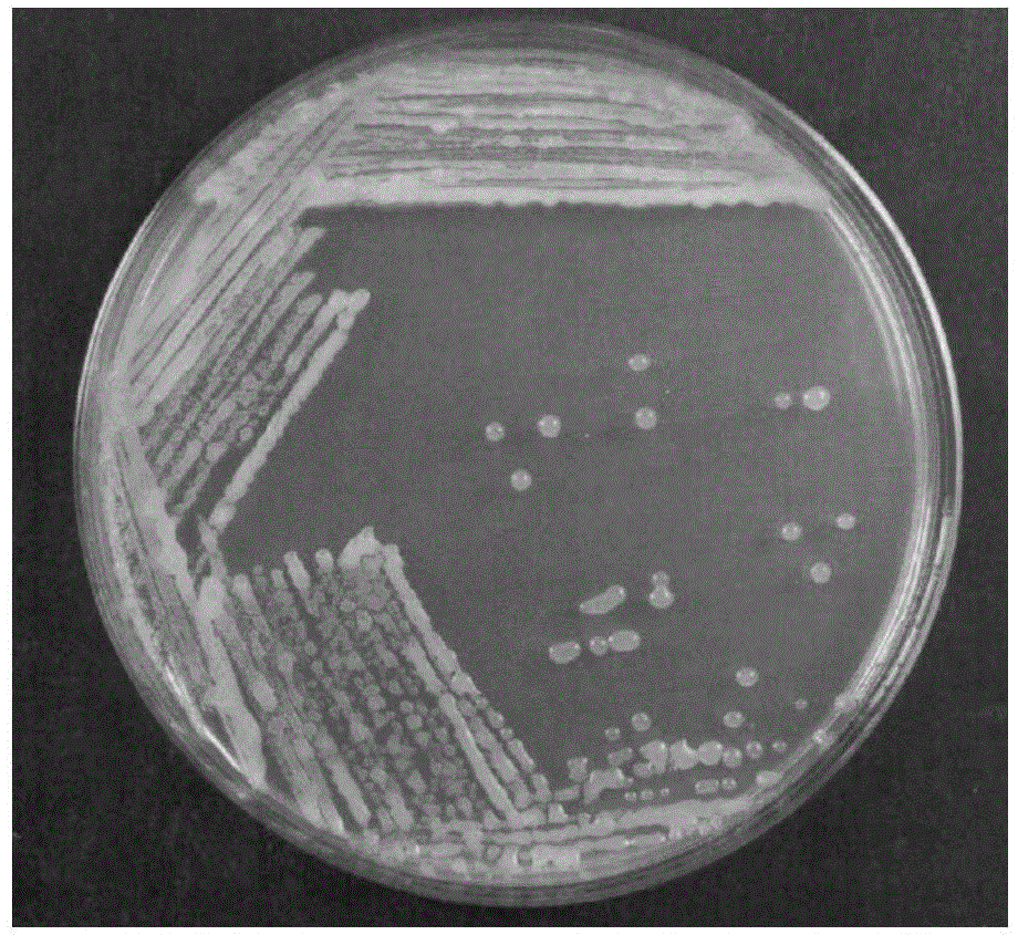 Bacillus amyloliquefaciens subsp. plantarum ZFH-3 and application thereof