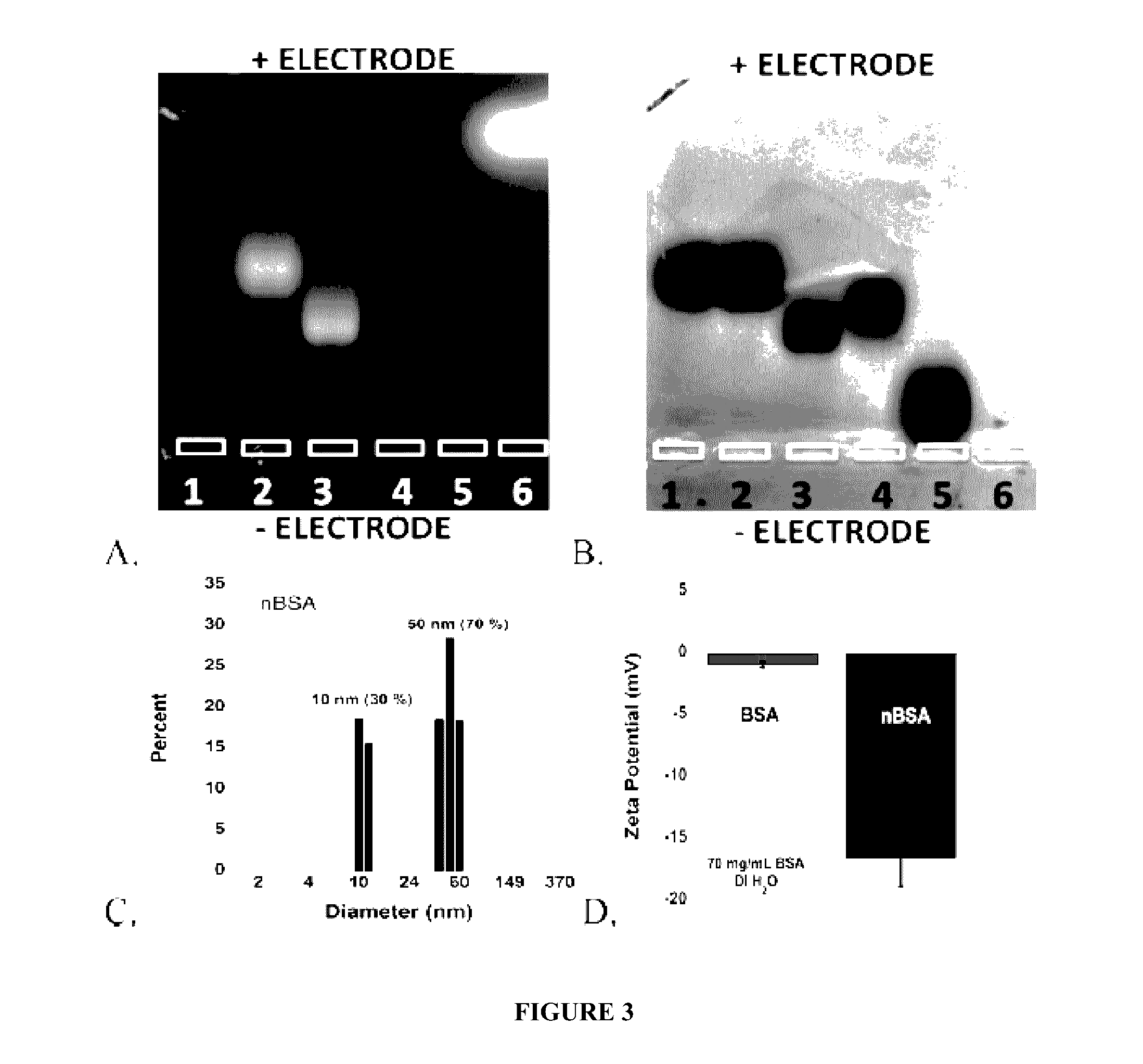 Protein fluorescent nanoparticles and methods of synthesis thereof
