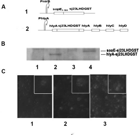 A Schistosoma japonicum vaccine expression vector secreted and expressed by attenuated Salmonella and its application