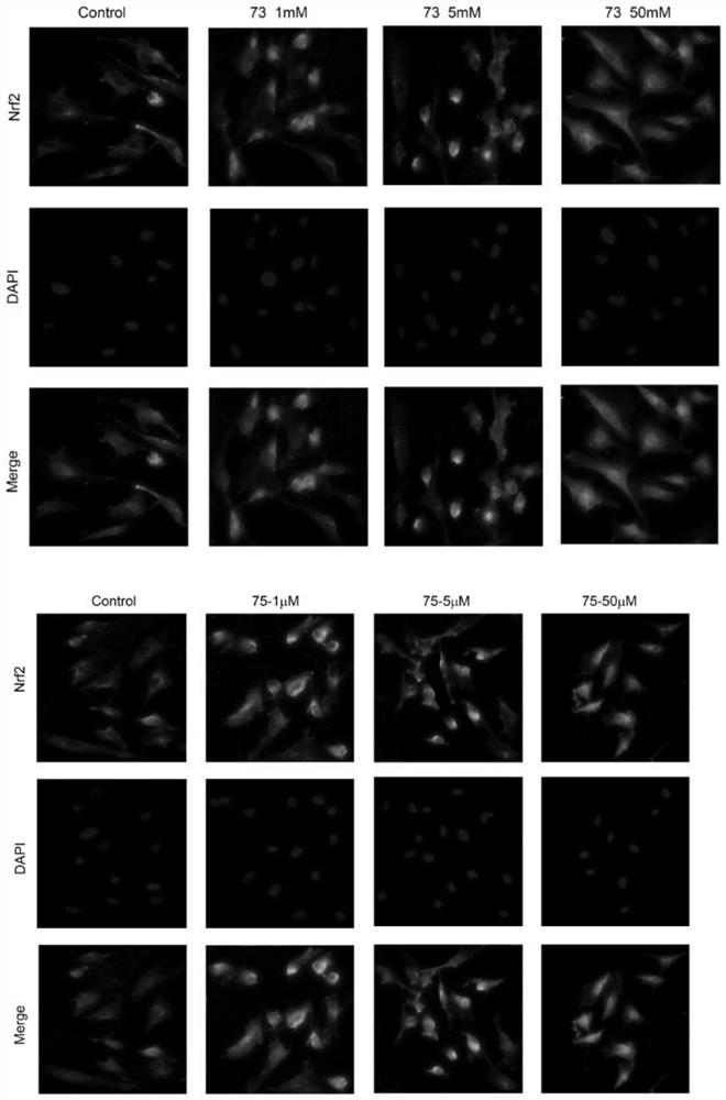 Uses of flavonoids of marine fungal origin