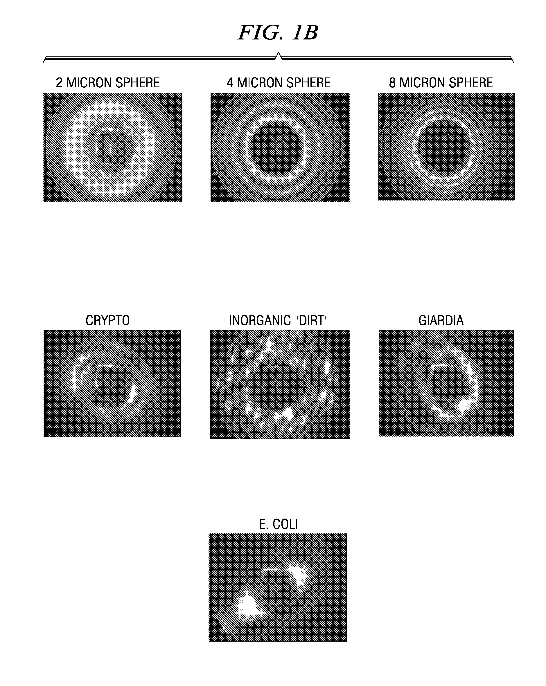 Systems and methods for a multiple angle light scattering (MALS) instrument having two-dimensional detector array