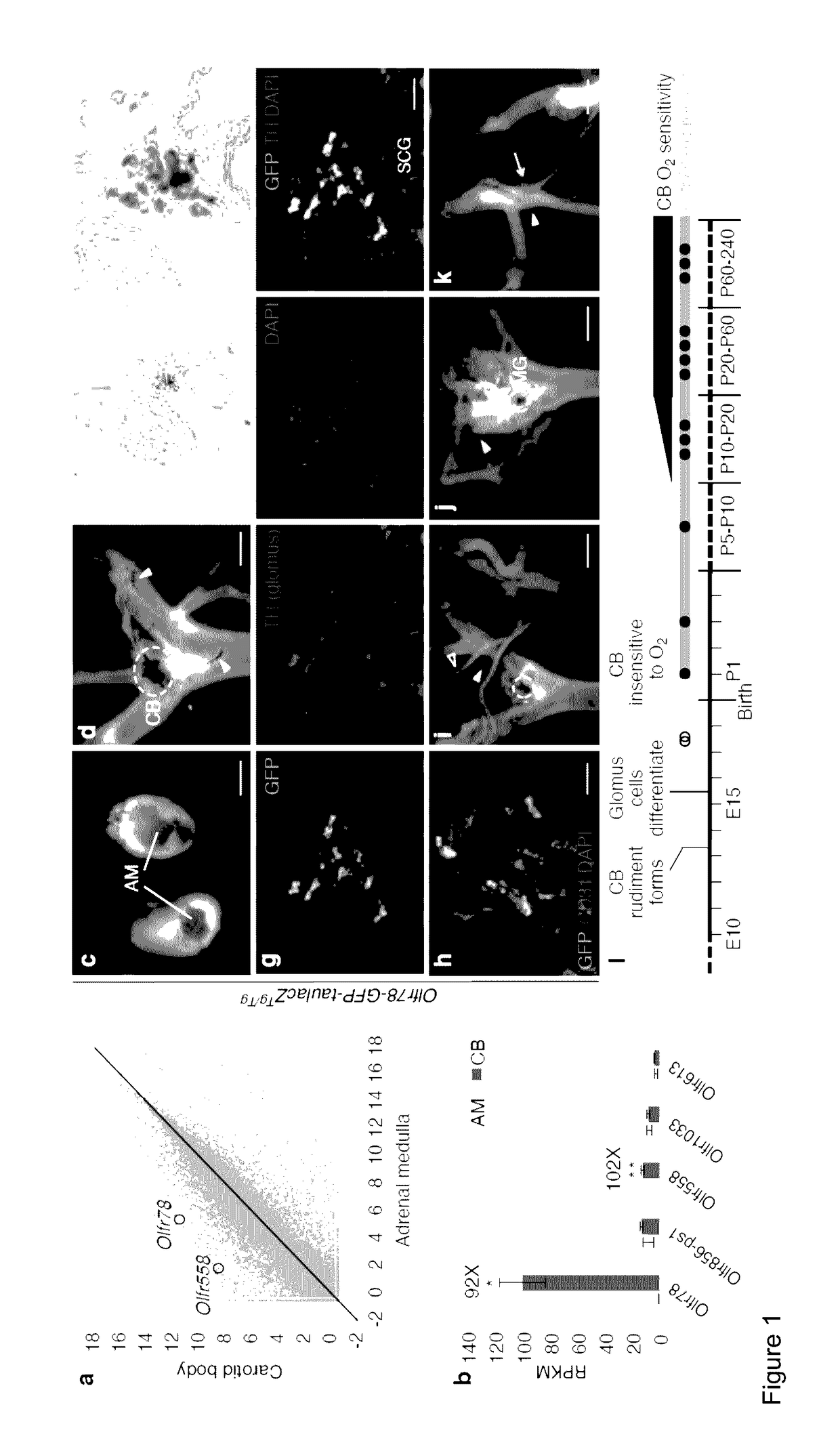 Compositions and methods that target olfactory receptors for regulation of breathing