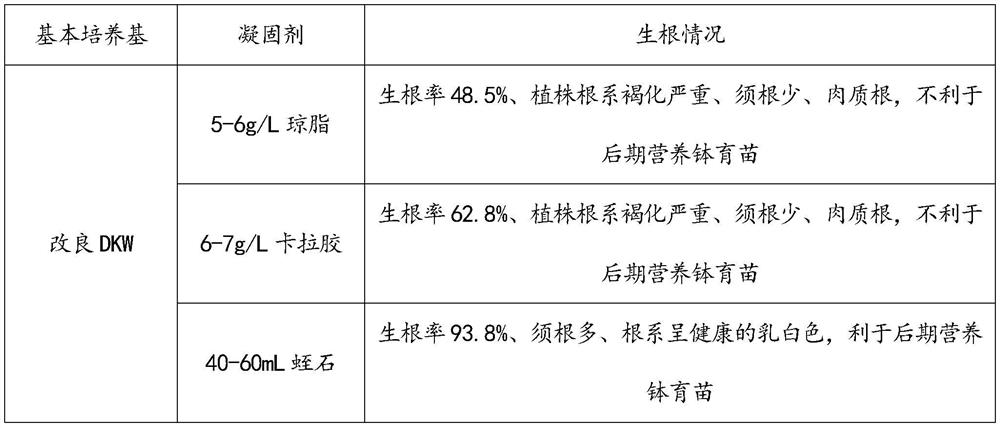 A kind of rooting culture and seedling raising method of Thorn elm tissue culture seedling