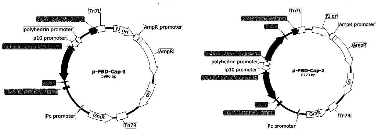 Recombinant porcine circovirus type 2 Cap protein with tandem dominant epitope, and application thereof