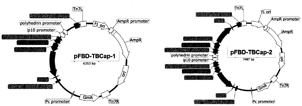 Recombinant porcine circovirus type 2 Cap protein with tandem dominant epitope, and application thereof