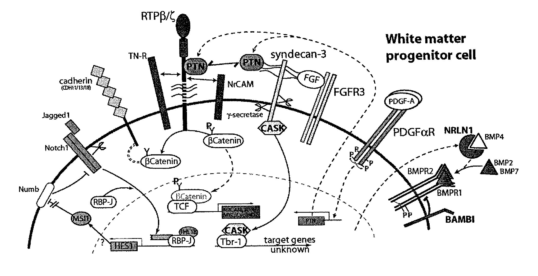 Modulating the production of neurons and/or oligodendrocytes from white matter progenitor cells