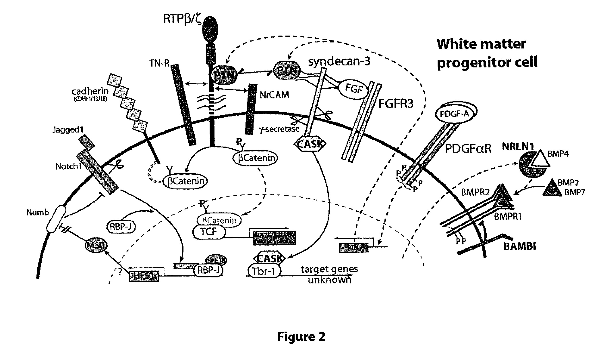 Modulating the production of neurons and/or oligodendrocytes from white matter progenitor cells