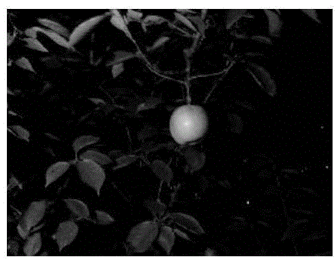 Night identification method of apple harvesting robot