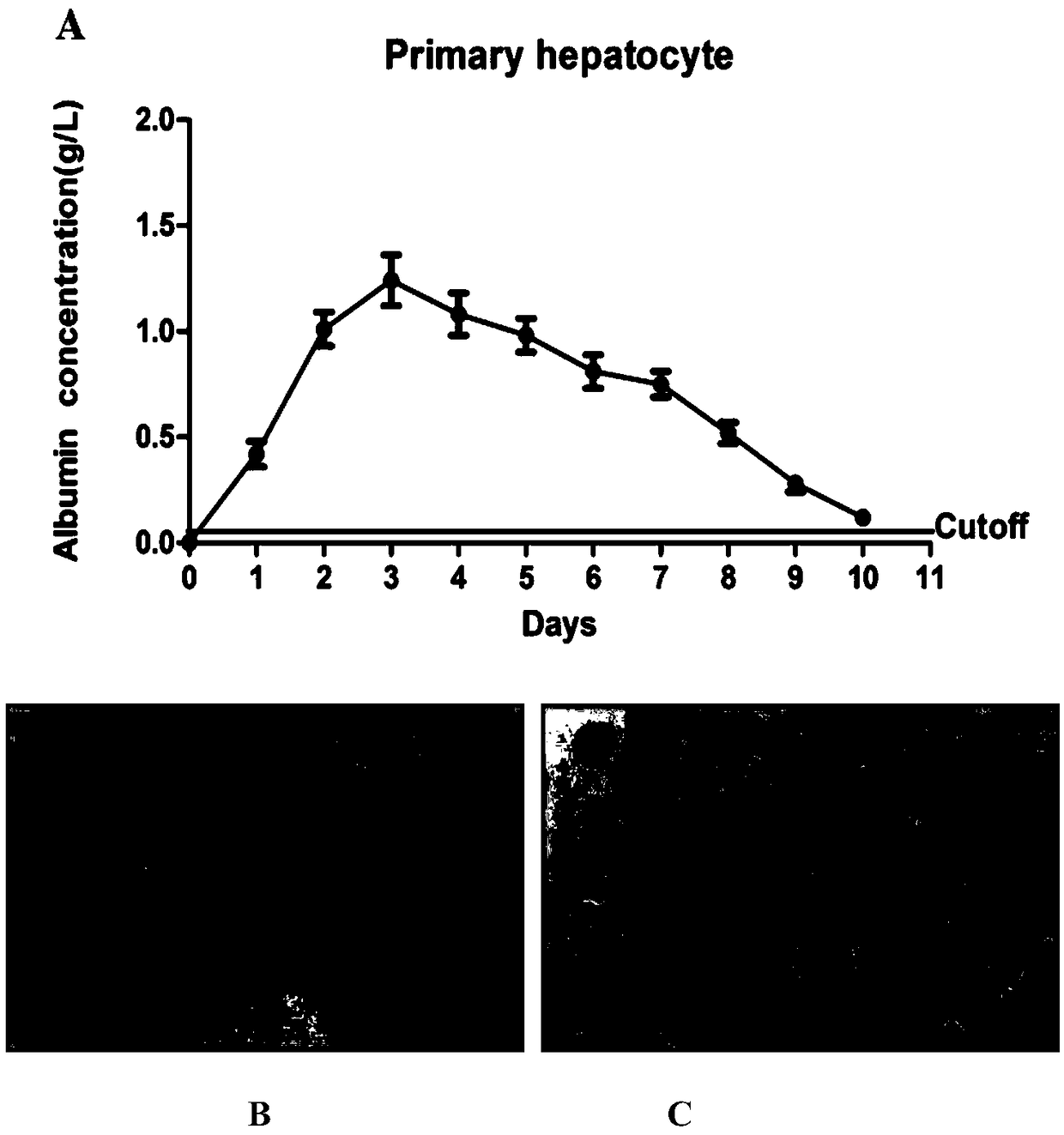 Method for separating, culturing and identifying primary hepatocytes of HBV transgenic mouse