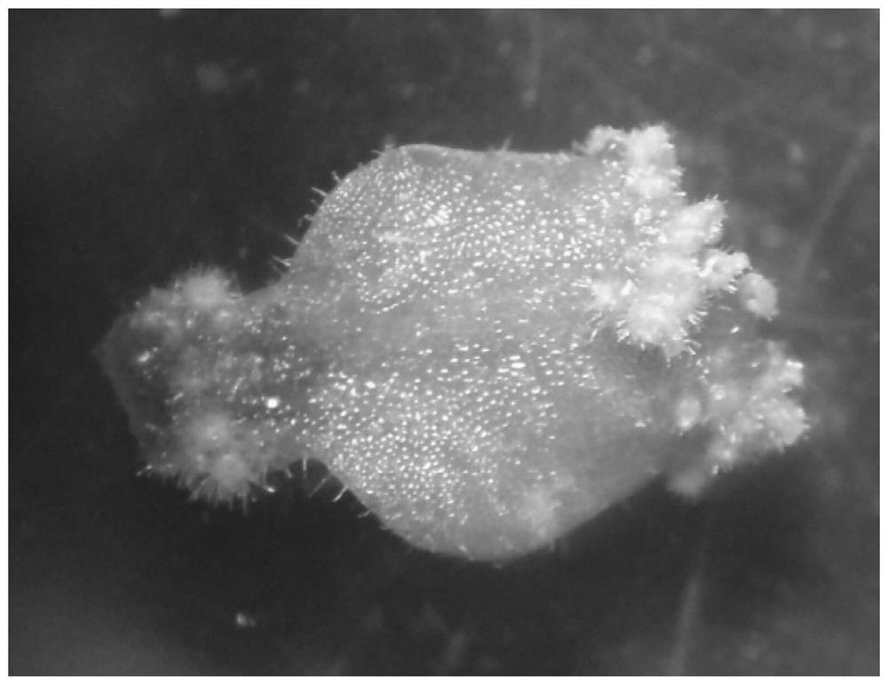 A method for cryopreservation and recovery culture of clustered buds of alum roots