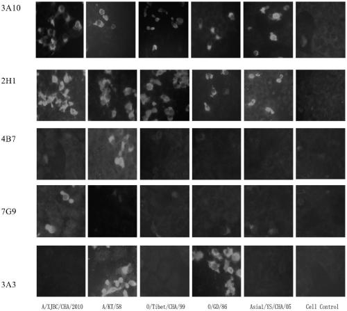 Hybridoma cell line secreting foot-and-mouth disease virus non-structural protein monoclonal antibody 2H1, and application thereof