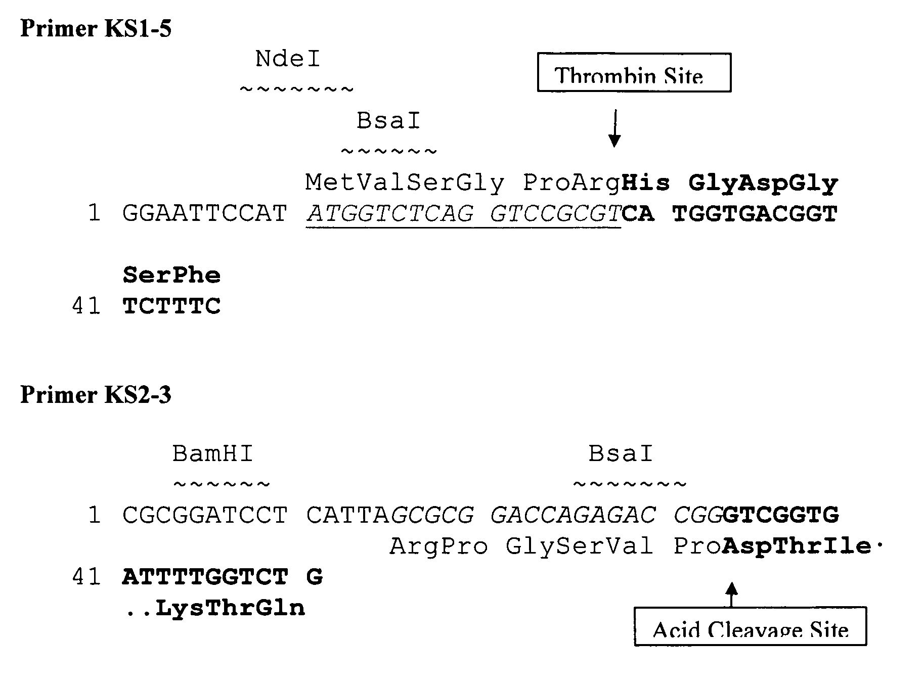 Production of glucagon like peptide 2 and analogs