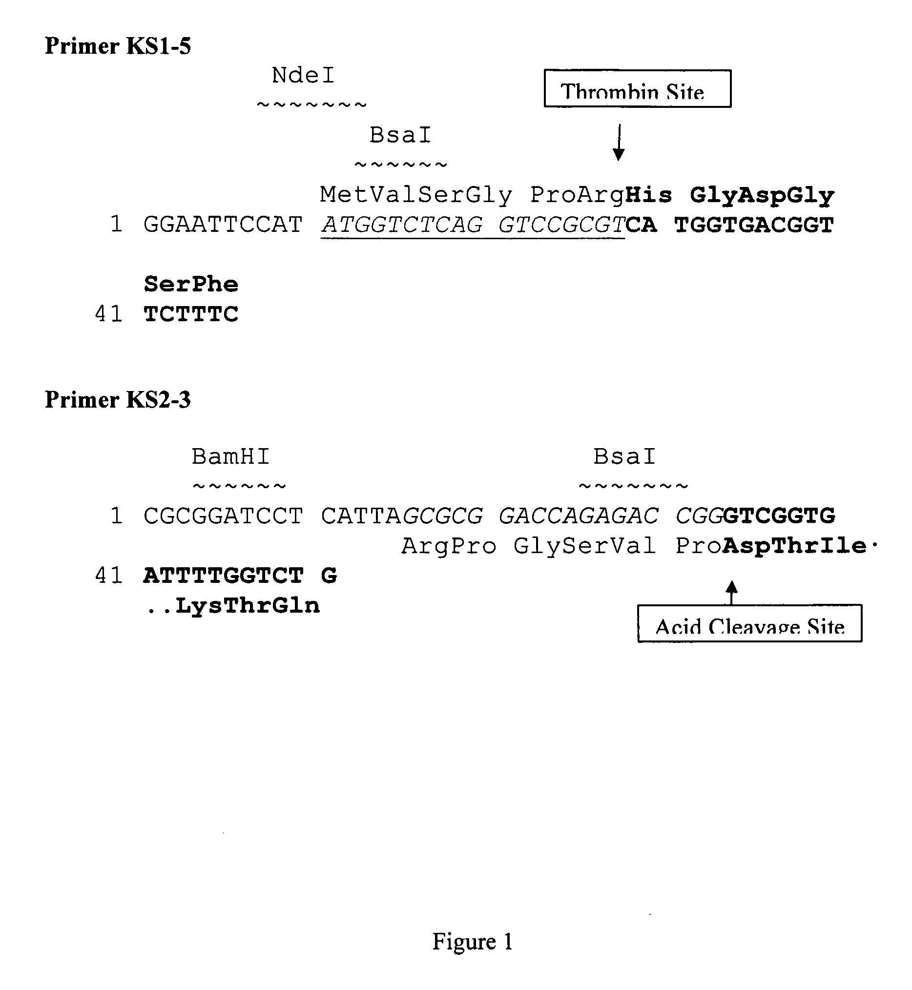 Production of glucagon like peptide 2 and analogs