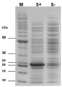 Nucleotide sequence for preventing sheep toxoplasmosis infection, vector, protein, vaccine, preparation method and application thereof