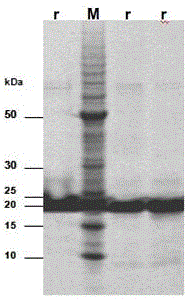 Nucleotide sequence for preventing sheep toxoplasmosis infection, vector, protein, vaccine, preparation method and application thereof