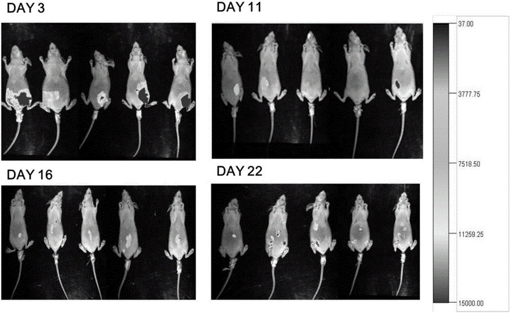 Colorectal cancer peritoneal metastasis model and establishment method thereof