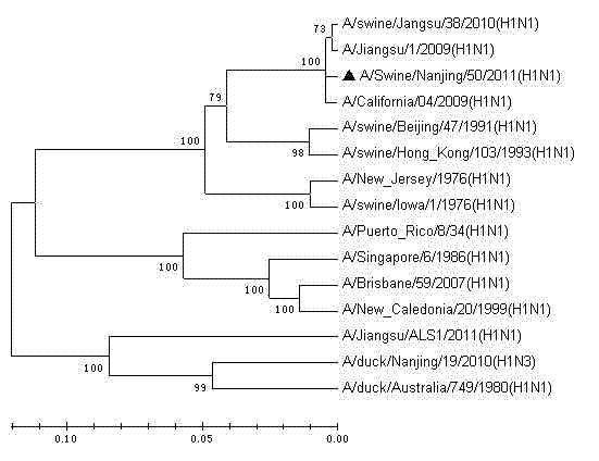 Vaccine strain of HIN1 swine influenza virus and application thereof