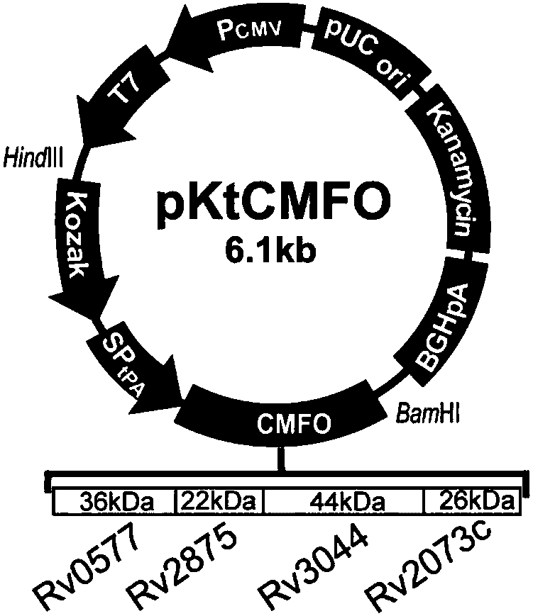 Fused DNA (Deoxyribonucleic Acid) and vaccine prepared from fused DNA