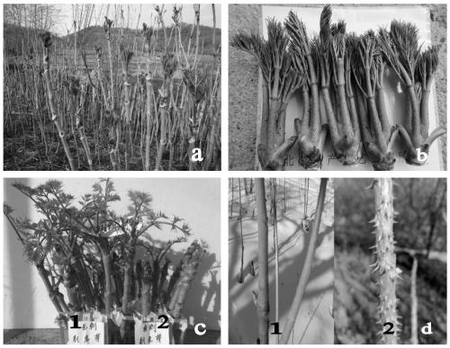 Method for culturing new varieties for inducing mutation of rhizome slice tissues of Aralia elata(Miq)Seem.