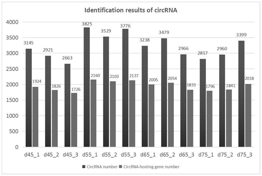 CircRNA expression profile related to generation and development of sheep hair follicles as well as construction method and application of circRNA expression profile