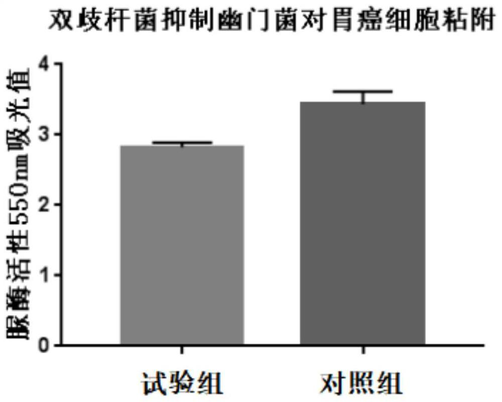 Application of bifidobacterium bifidum B11 in preparation of product for inhibiting helicobacter pylori and repairing gastric mucosal barrier