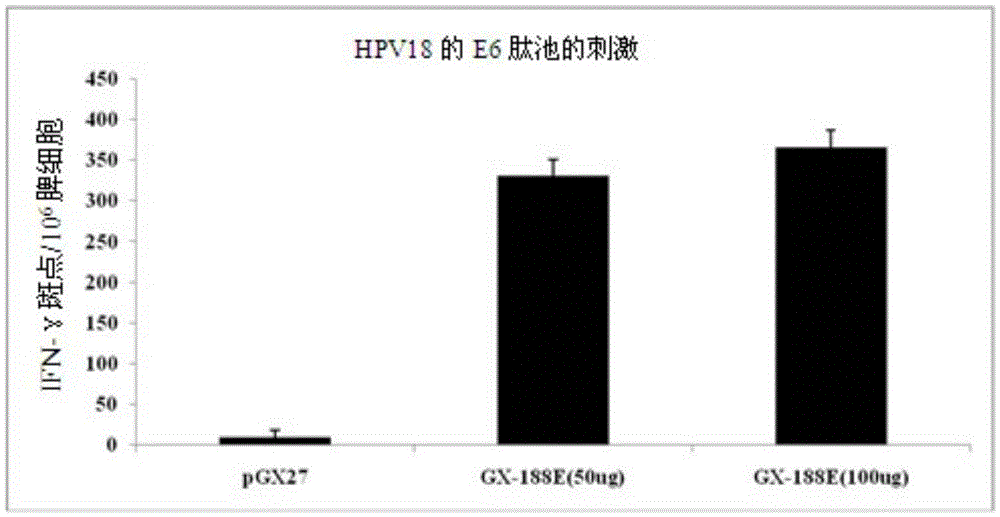Composition containing human papilloma virus (HPV) plasmodium and immunopotentiator and being used for preventing or treating cervical cancer