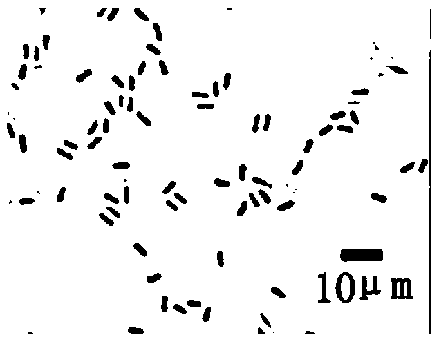 A kind of Bacillus amyloliquefaciens and its application in biocontrol of maize leaf spot